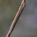 Ameisenjungfer (Creoleon plumbeus)